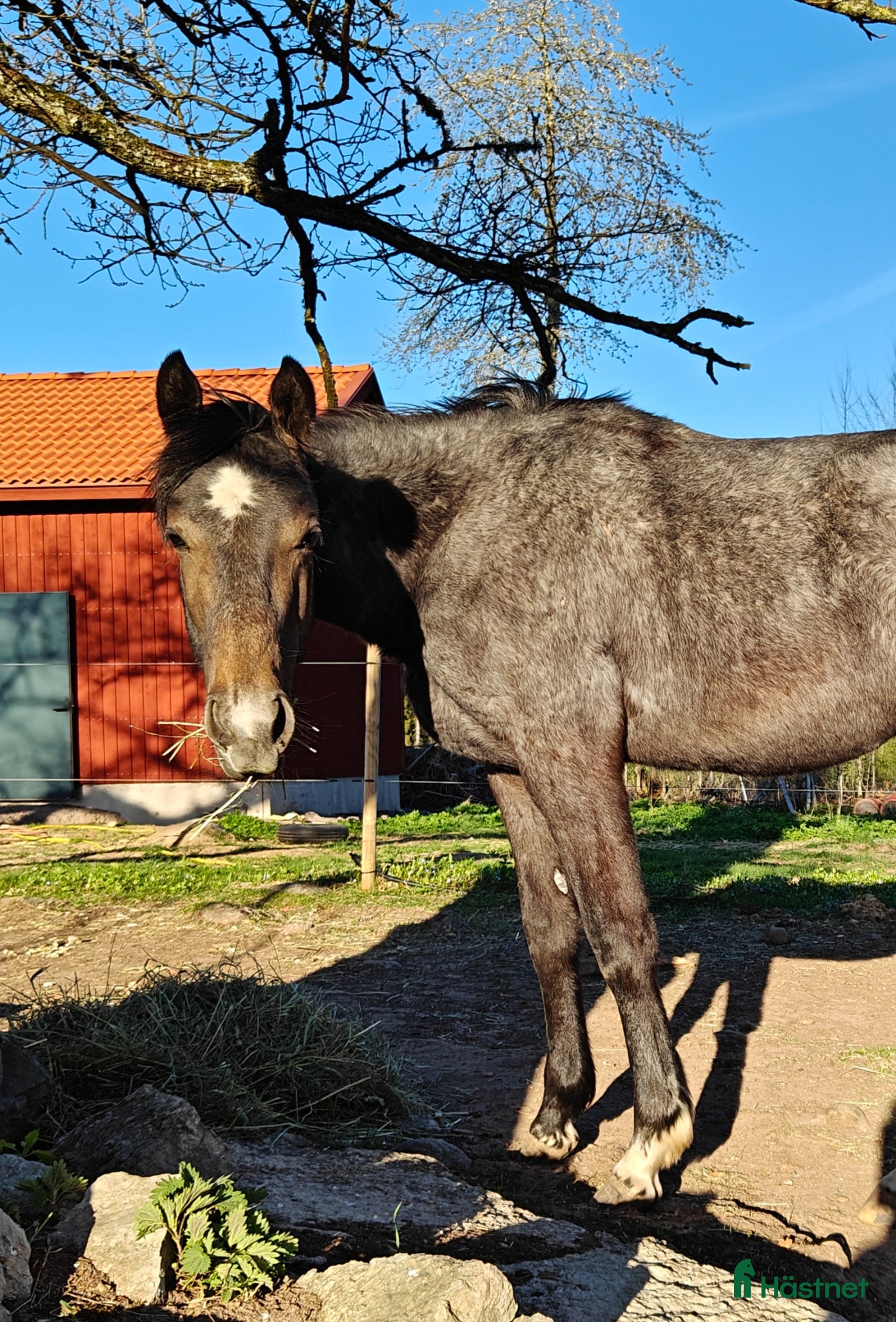  hästar Skimmelsto med prestationsstam - Annons 13