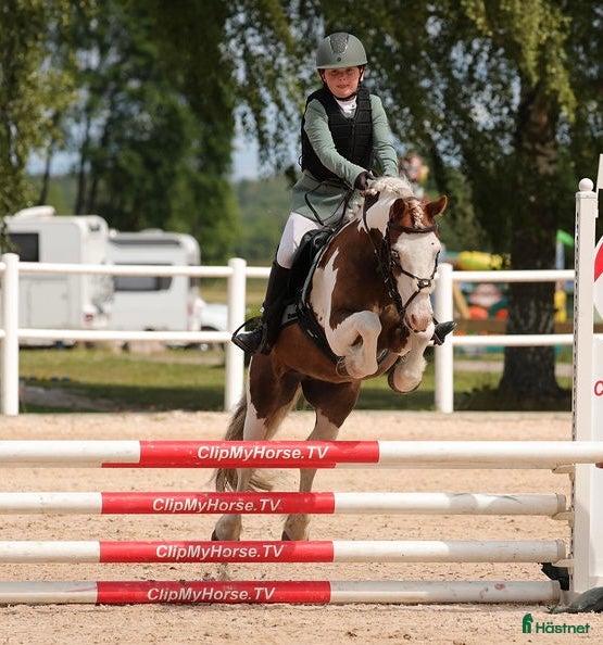 Hoppning hästar till salu: Allsidig b-ponny till rätt ryttare - Annons 1