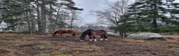  stallplats finnes: Lösdrift för valack - Annons 1