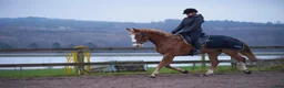 Allround hästar till salu: Snäll & trevlig valack söker kärleksfullt hem♥️ - Annons 5