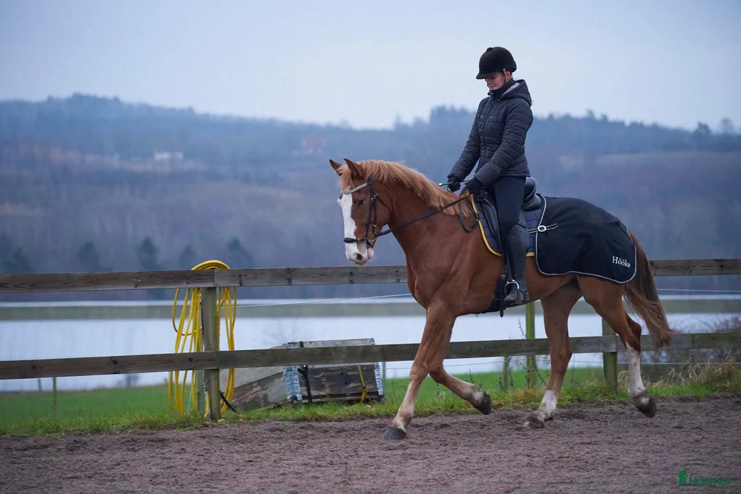 Allround hästar till salu: Snäll & trevlig valack söker kärleksfullt hem♥️ - Annons 5