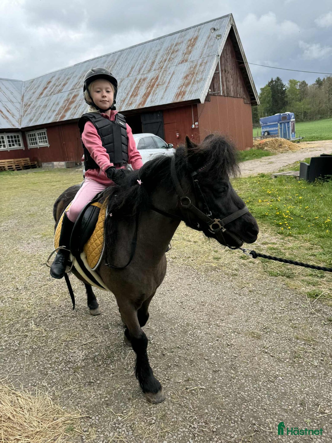 Allround hästar till salu: Trevlig B-ponny i Vara - Annons 3