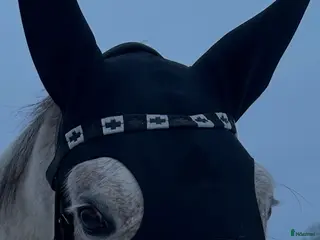 Övrig Hästutrustning hästutrustning Fenwick stresshuva - Annons 18