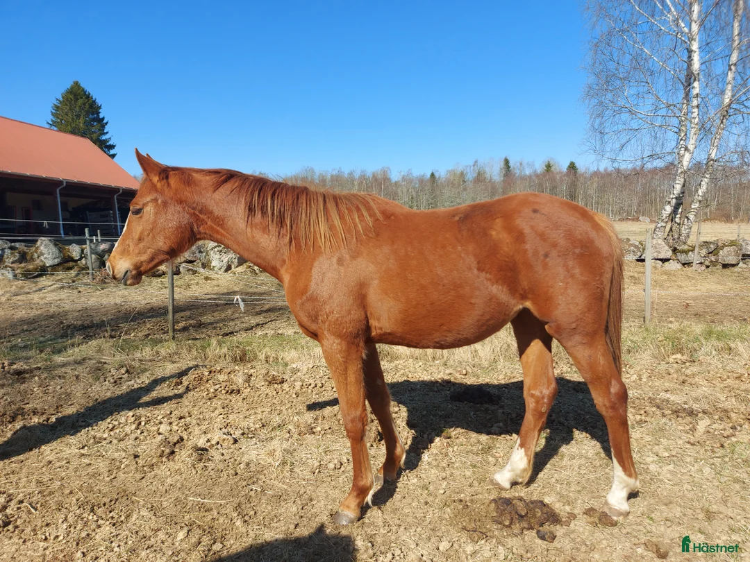Hoppning hästar till salu: Fin 2 åring med utstrålning.  - Annons 2