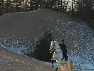 Allround hästar till salu: Trevlig allroundhäst - Annons 2