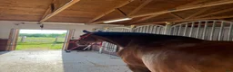 Sällskap hästar sökes: Söker sällskapsponny/liten häst - Annons 1
