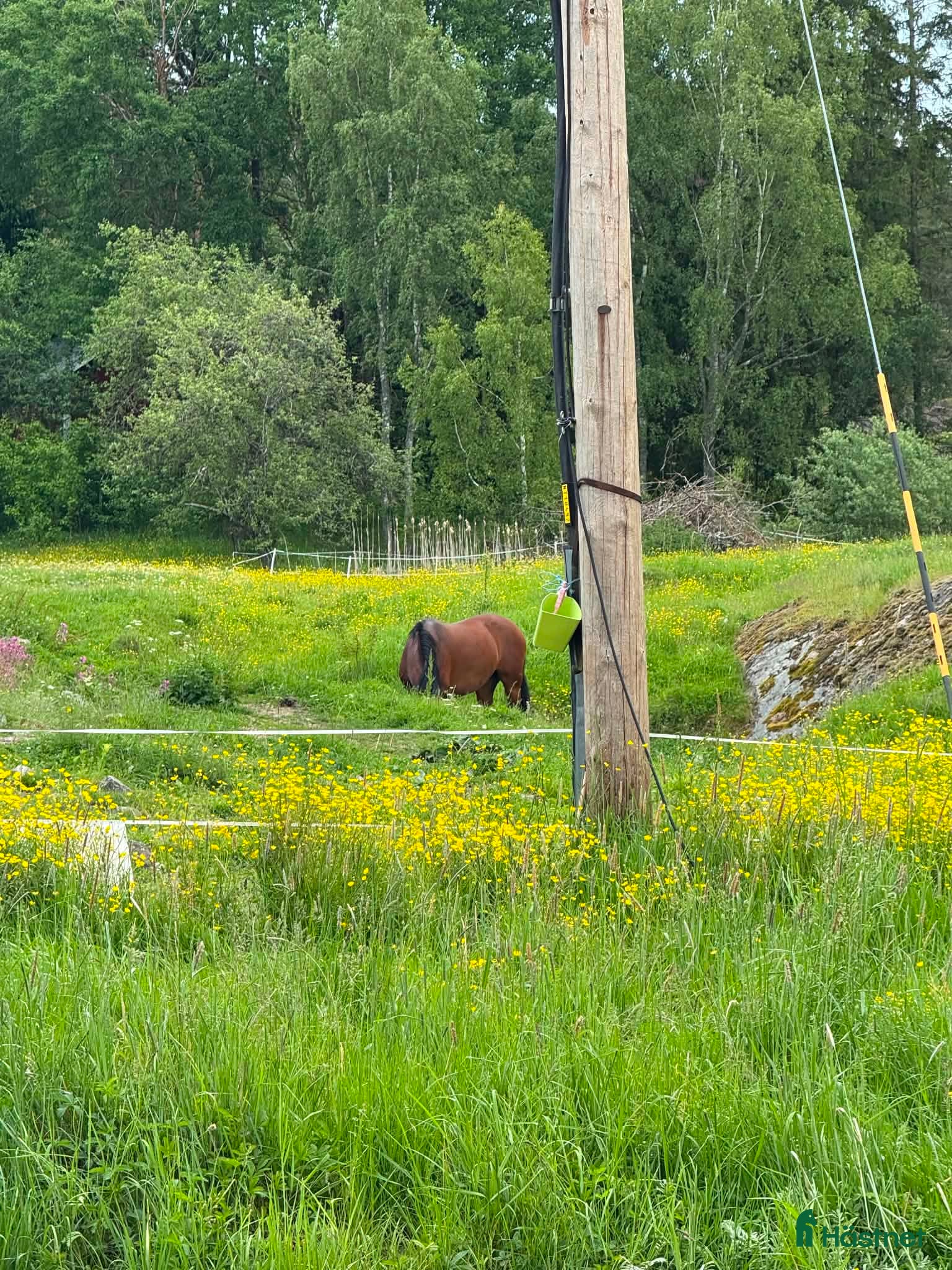  foderhäst Trygg mindre häst, gärna Islänning.  - Annons 1
