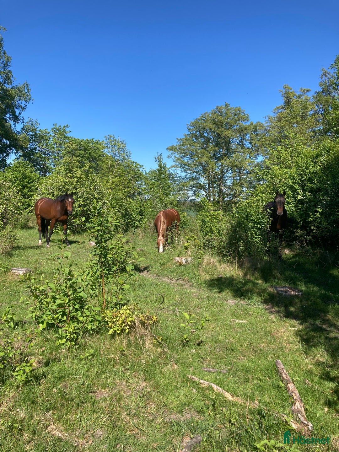  stallplats finnes: Ledig stallplats i Börje  i Uppsala - Annons 4