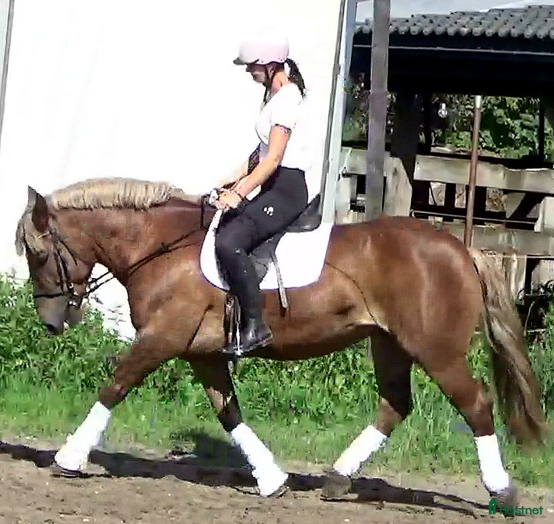 Allround hästar till salu: The best Mother & Daughter horse, dressage/jumping i Örsundsbro - Annons 4
