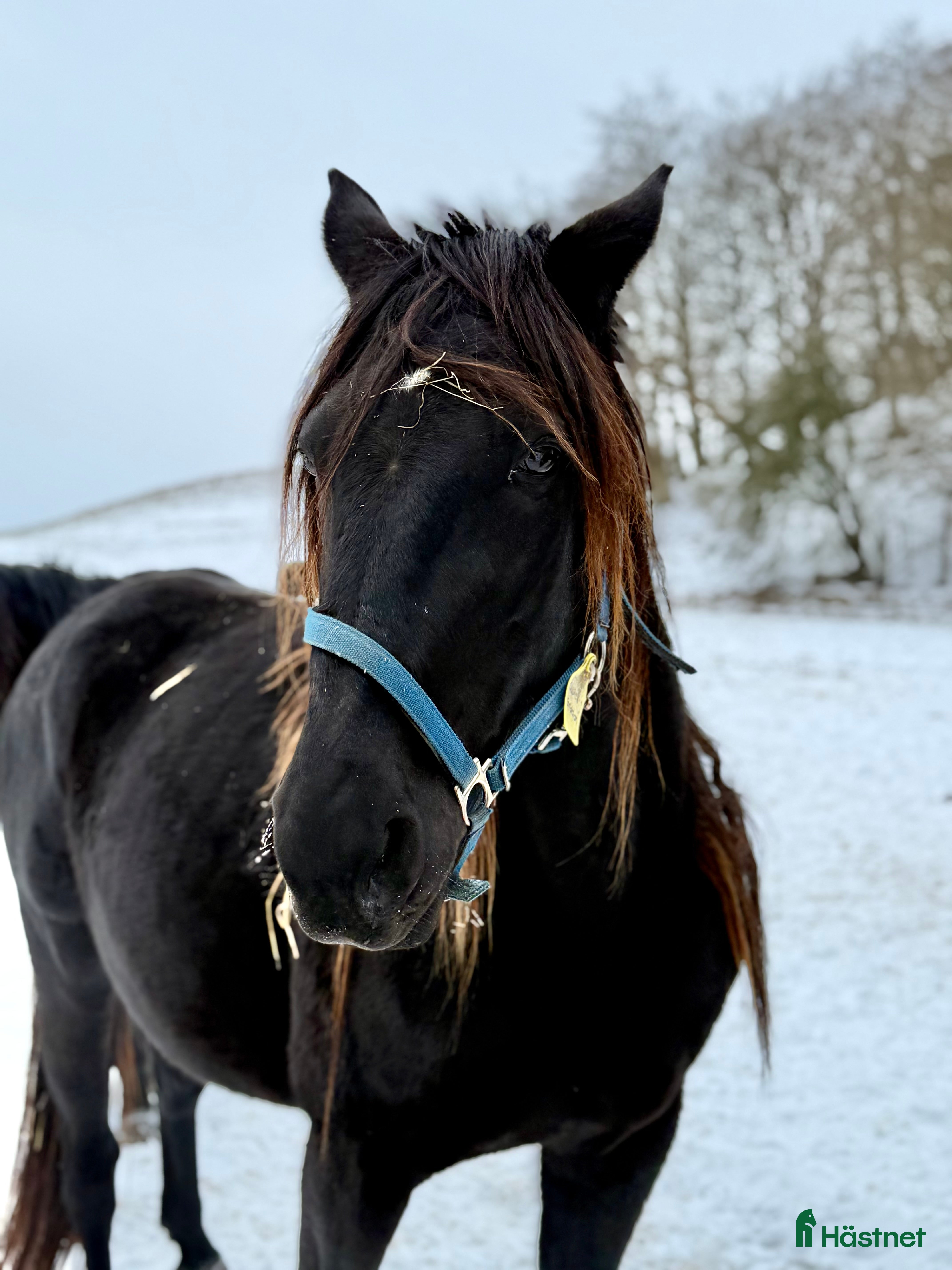  hästar Toppstammat Credit Winner fölsto - Annons 5