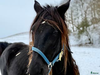 hästar Toppstammat Credit Winner fölsto - Annons 6