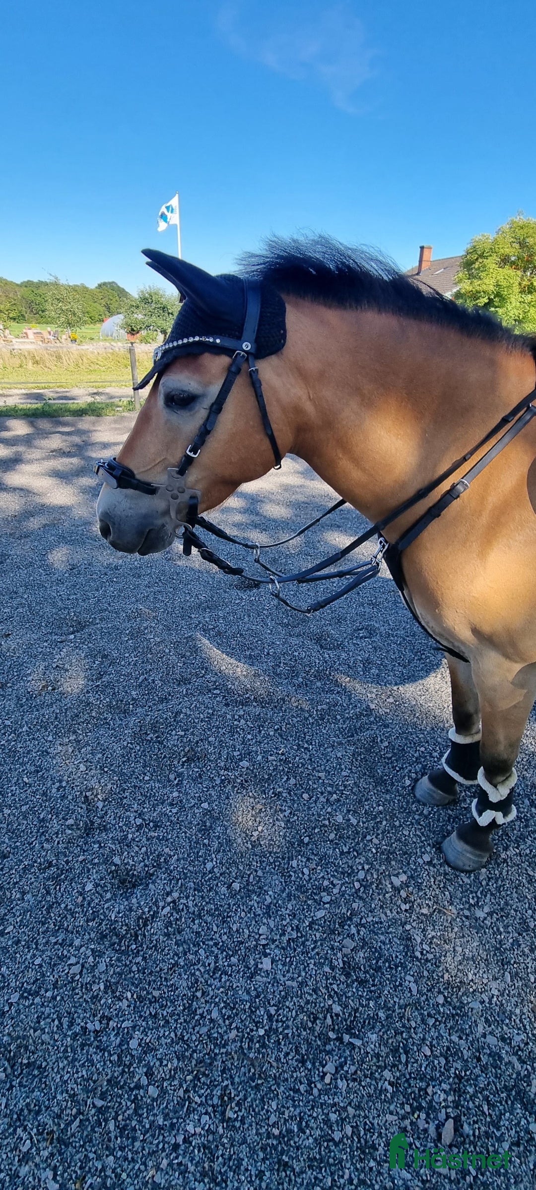 Allround hästar till salu: Diplomsto– russ-sto 130 cm, allround & hjärtevän i Sturkö - Annons 2