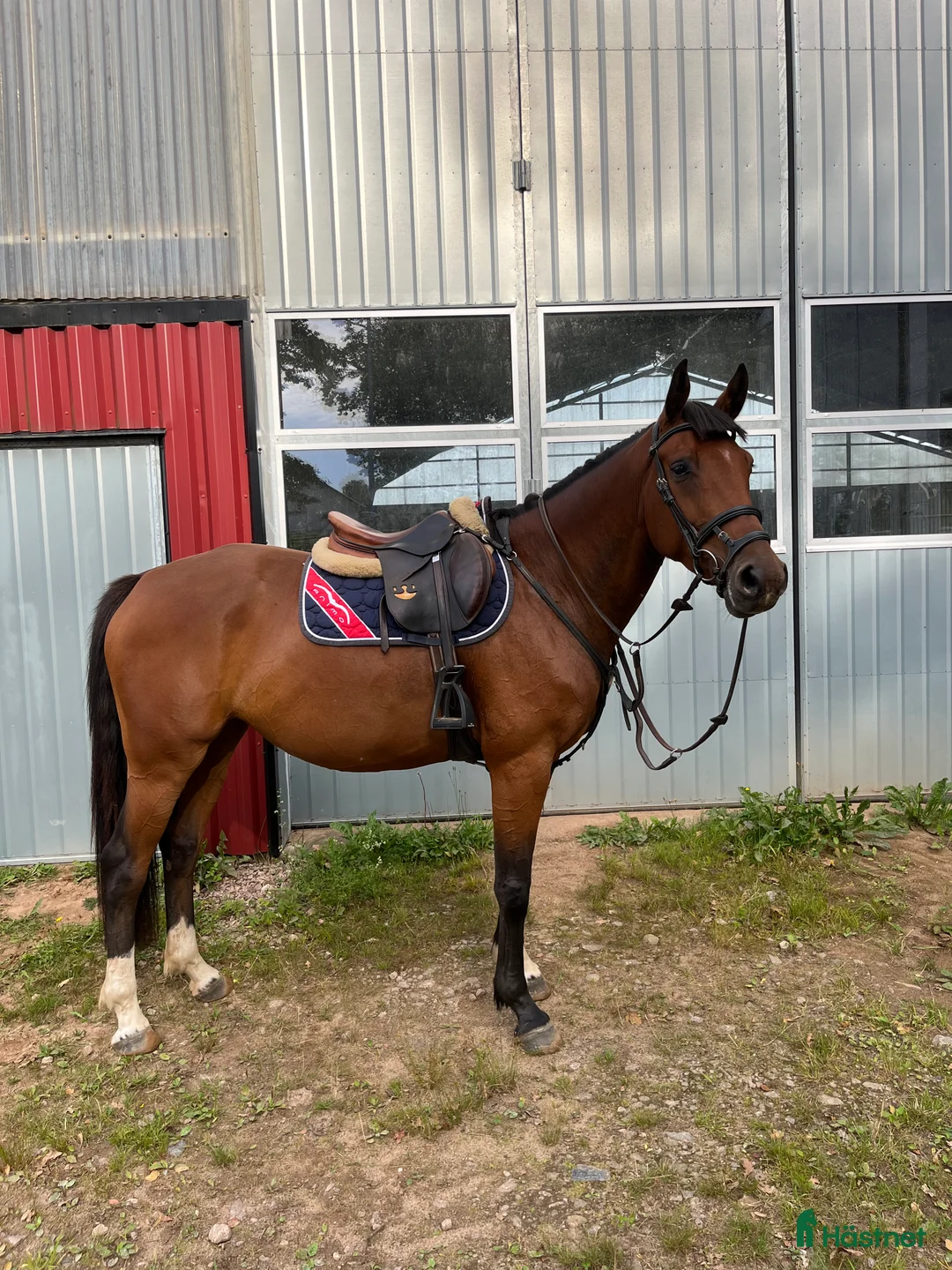 Allround hästar till salu: En bästa vän - Annons 3