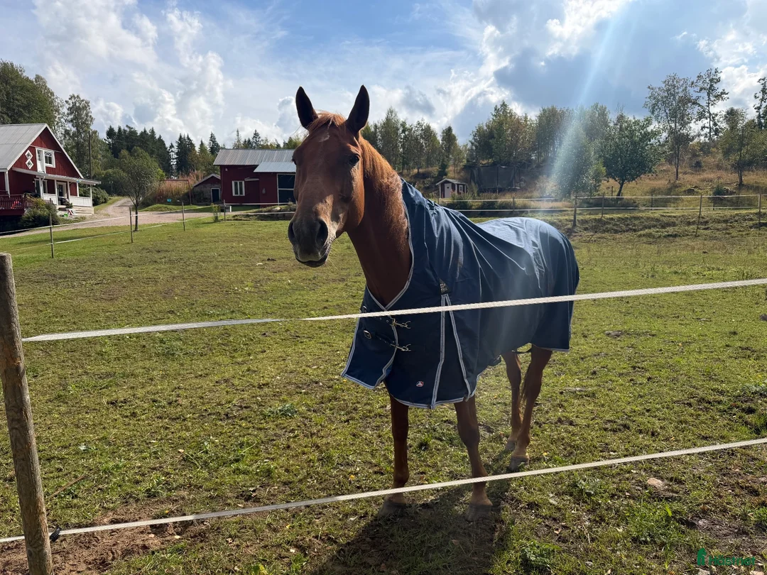  foderhäst finnes: Om rätt människa dyker upp! i Borås - Annons 2