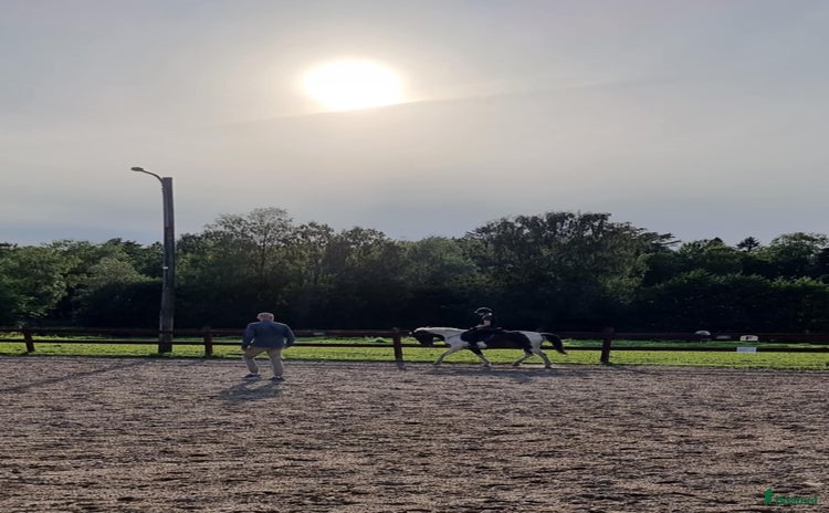  hästar i Munkedal - Annons 13