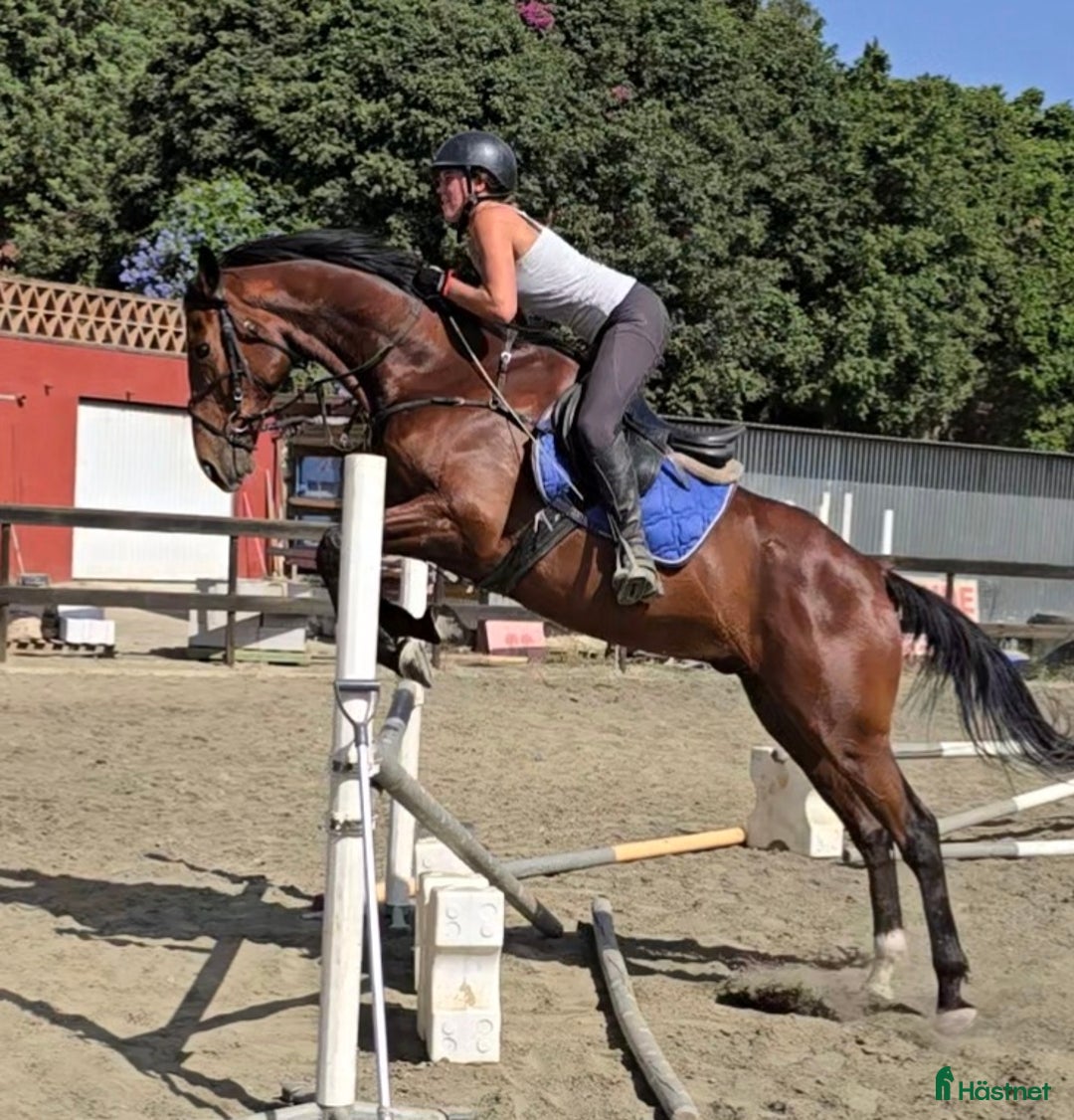 Dressyr hästar till salu: Trevliga hästar I Spanien  i Mijas - Annons 6