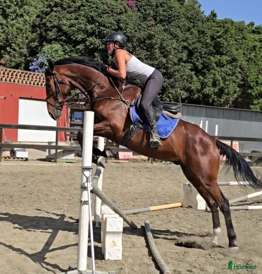 Dressyr hästar till salu: Trevliga hästar I Spanien  i Mijas - Annons 6