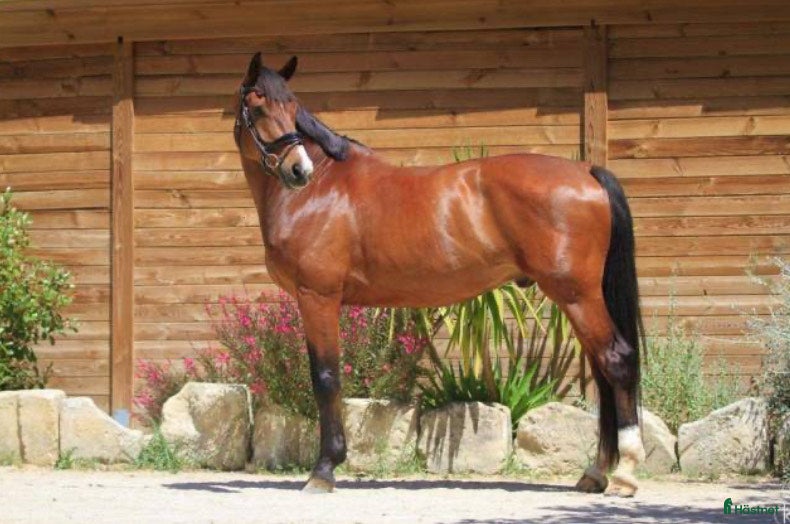  hästar Hannoveransk valack - Annons 9