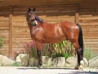 hästar Hannoveransk valack - Annons 9