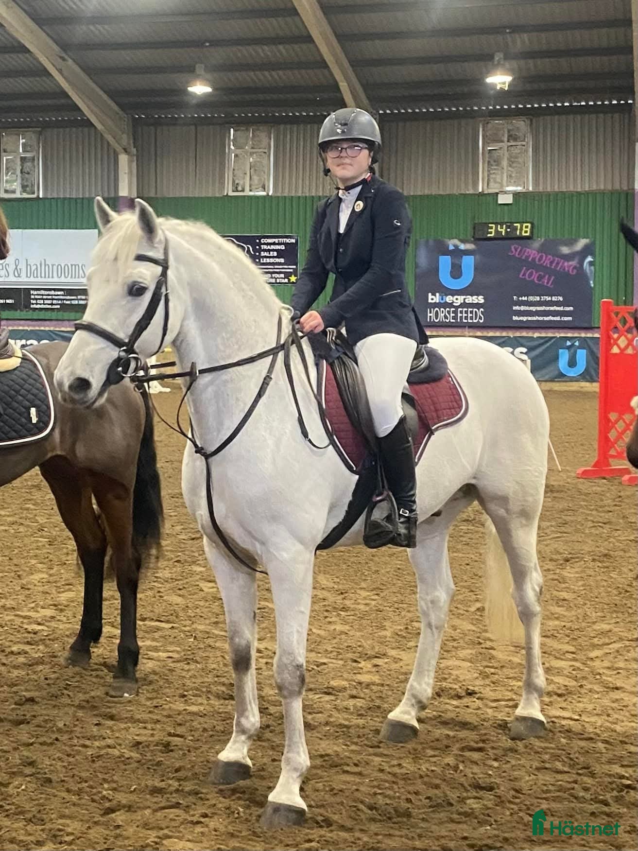  hästar Grå Connemara Valack 5 år, 15.3hh,Säker,Allrounder - Annons 2