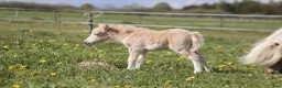 Allround hästar till salu: Palomino sto føl  - Annons 4