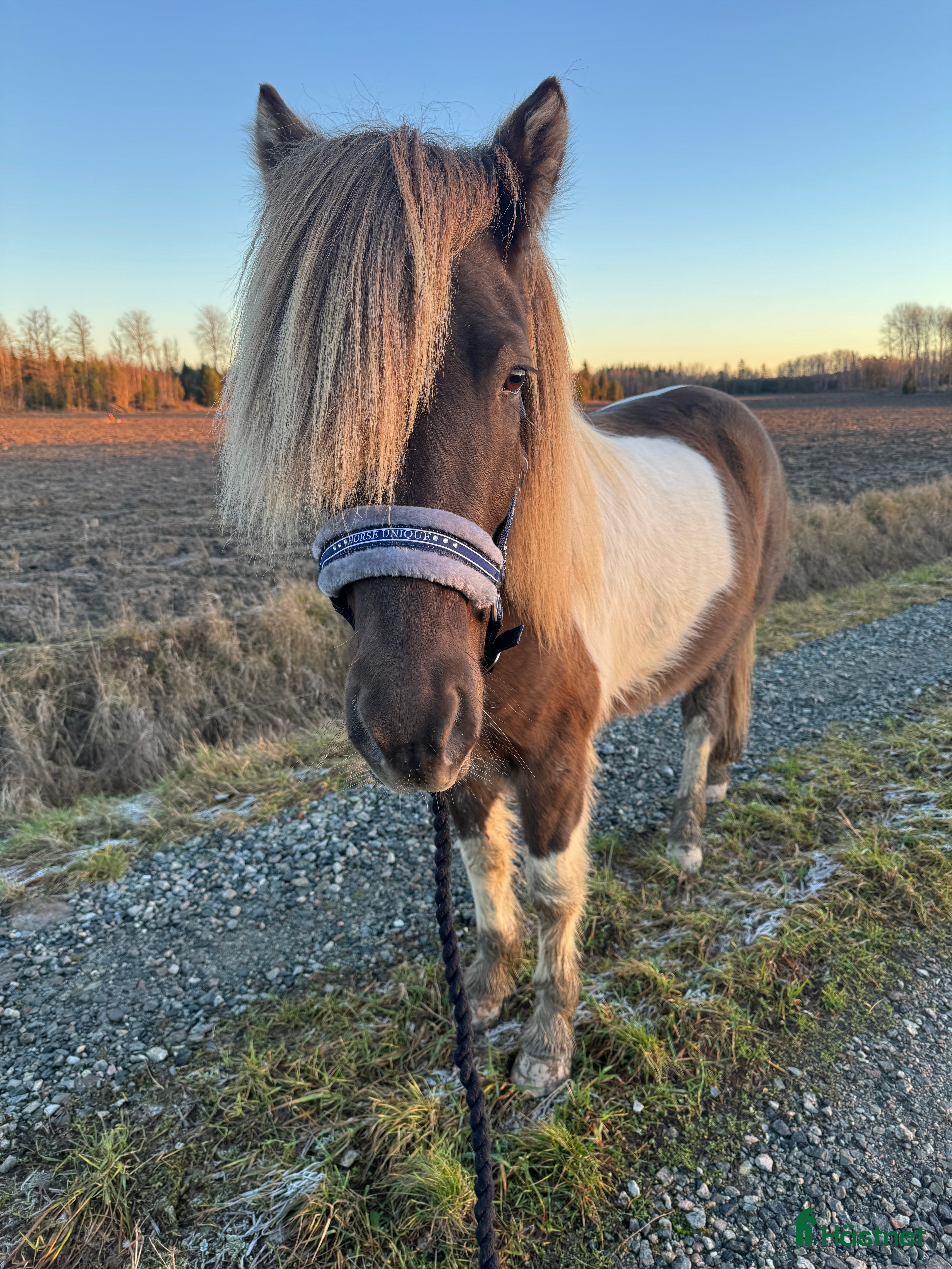  hästar En underbar kille ❤️ - Annons 2