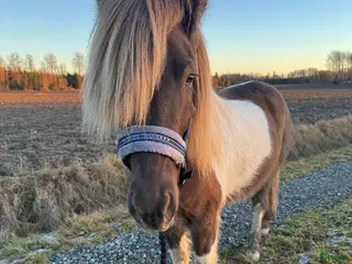 hästar En underbar kille ❤️ - Annons 2