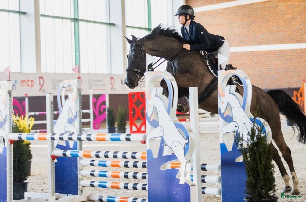  hästar Talangfull hopphäst med stor potential  i Stockholm - Annons 15
