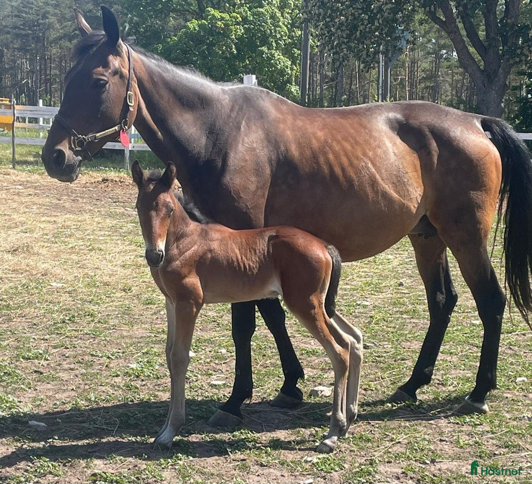 Trav hästar till salu: Ett dräktigt fölsto och ett tomt i Frankrike  i Sundsvall - Annons 3