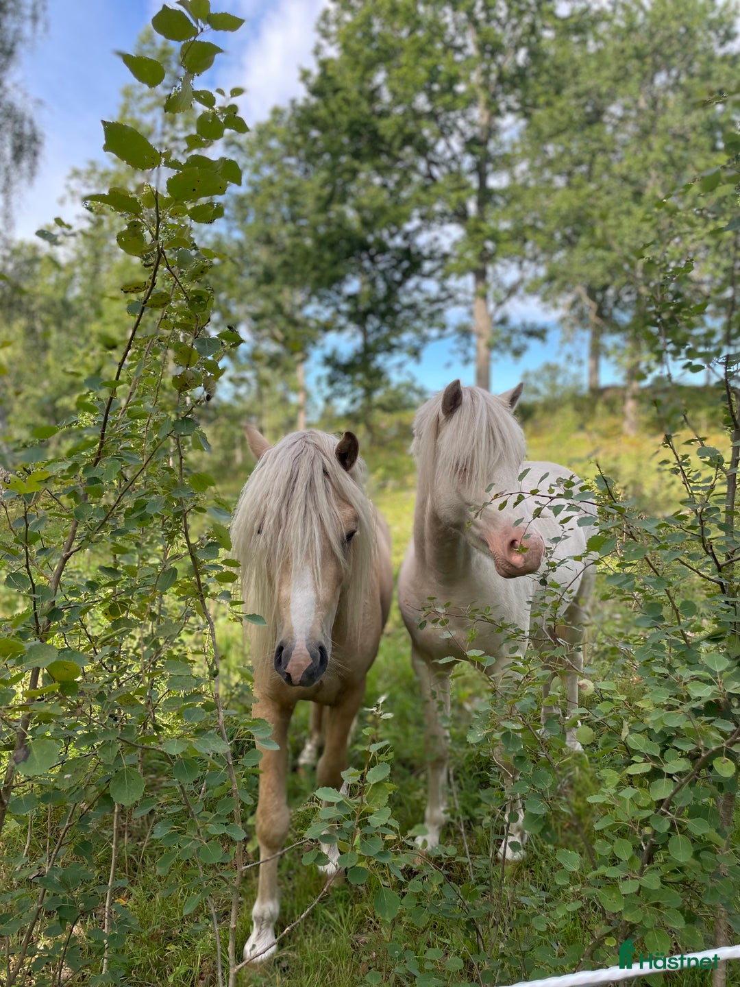 Allround hästar till salu: Blivande treåring, welsh sec B. i Strömsnäsbruk - Annons 8