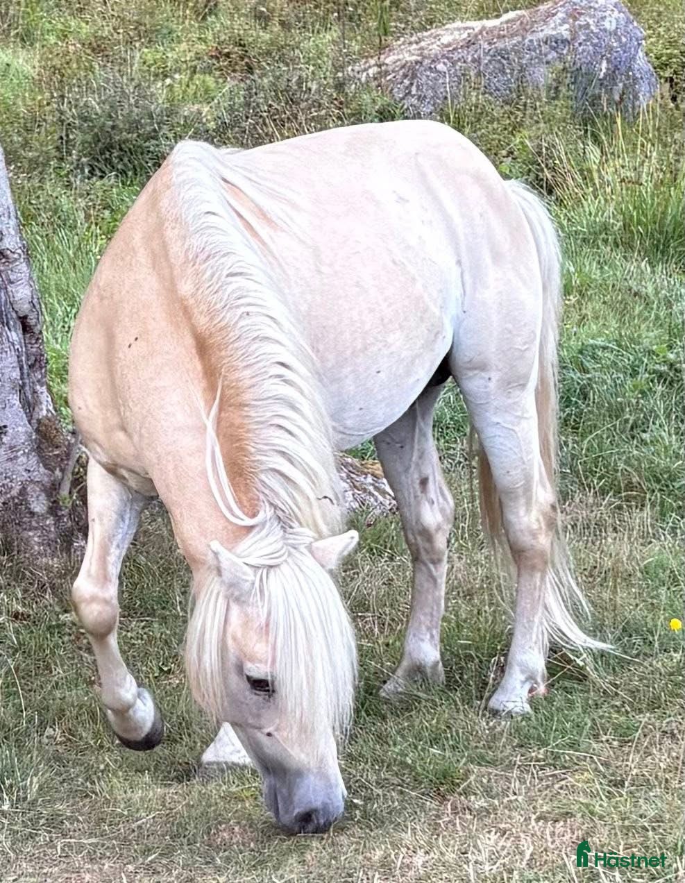 Sällskap hästar till salu: Trevlig valack  - Annons 1