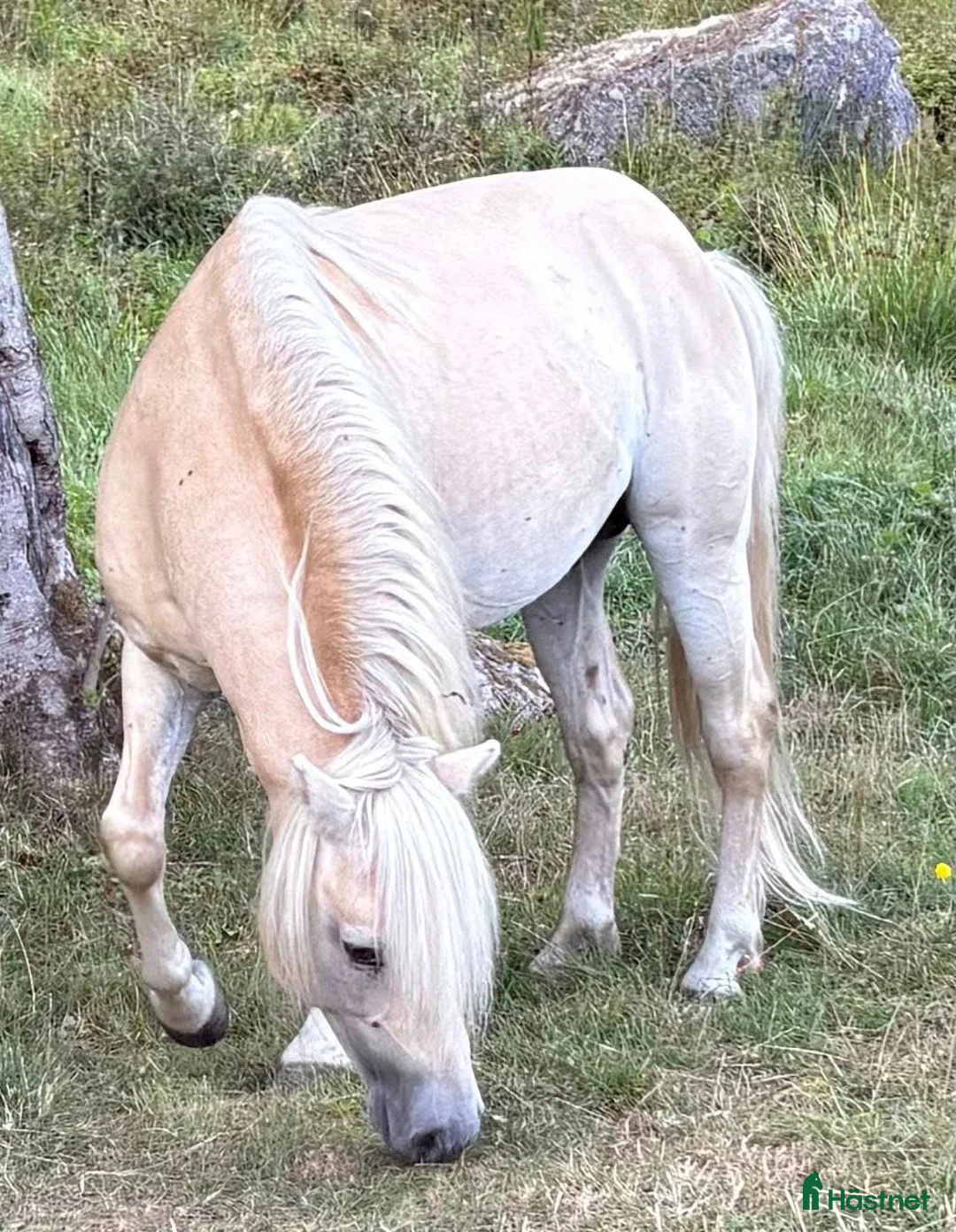 Sällskap hästar till salu: Trevlig valack  - Annons 1