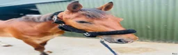 Allround hästar till salu: Kind and easy D pony - Annons 8