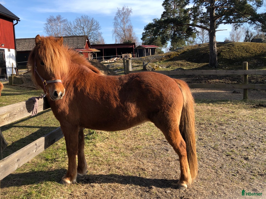 Island hästar till salu: Vackert islandssto i Täby - Annons 18