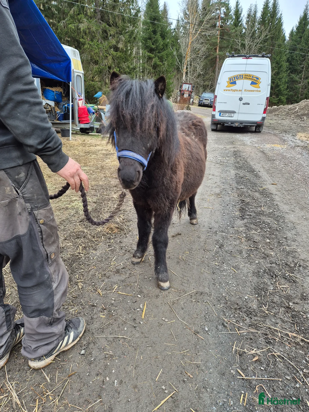 Utställning hästar till salu: Underbart hingstföl söker sitt egna hem - Annons 2