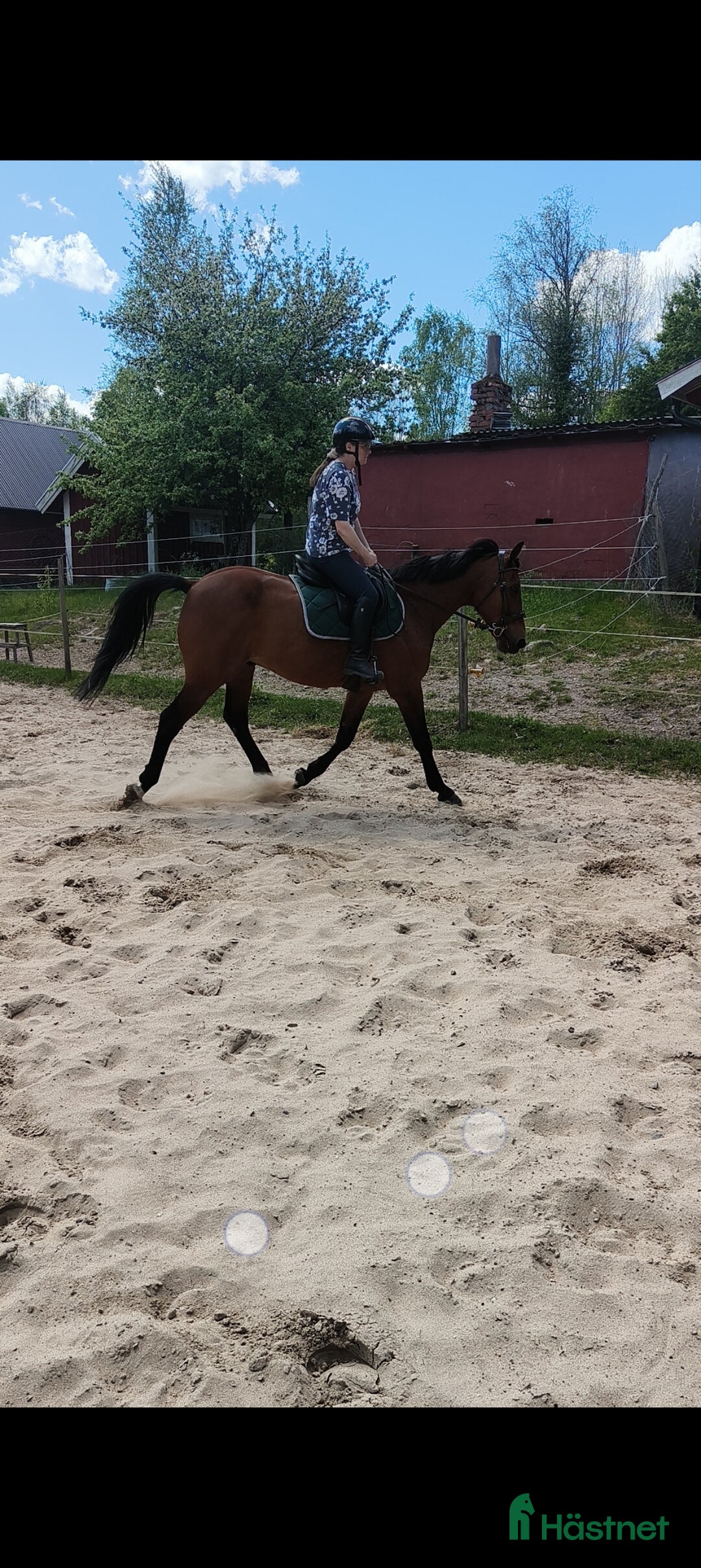 Allround hästar till salu: Underbar valack söker föralltid hem i Eneryda - Annons 6