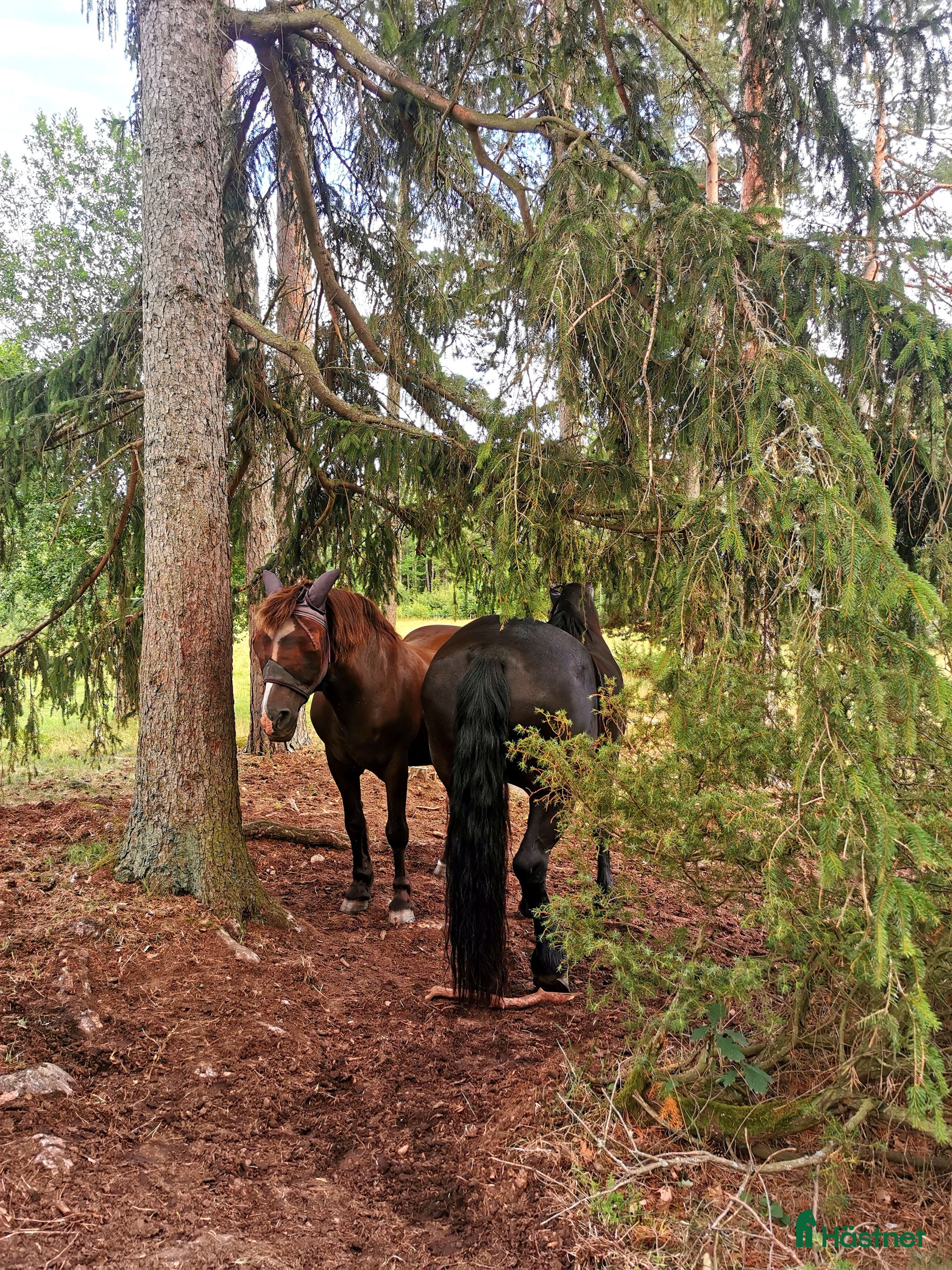  hästar Letar efter ny fyrbent vän - Annons 3