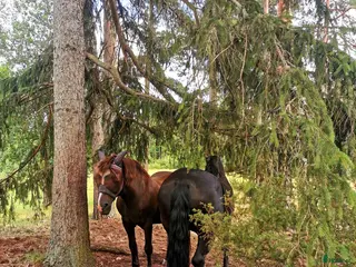 hästar Letar efter ny fyrbent vän - Annons 3