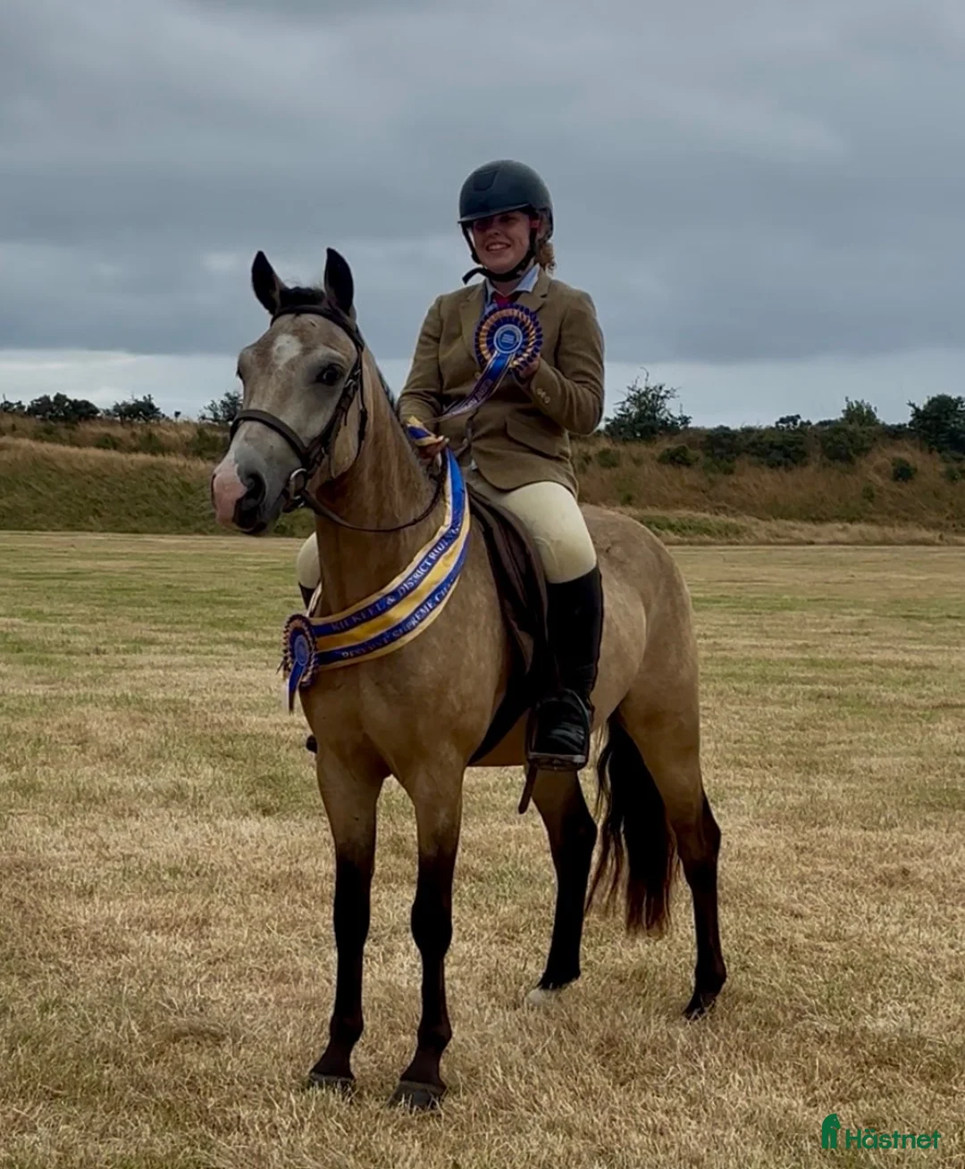 Allround hästar till salu: Stunning New Forest Pony - Annons 1