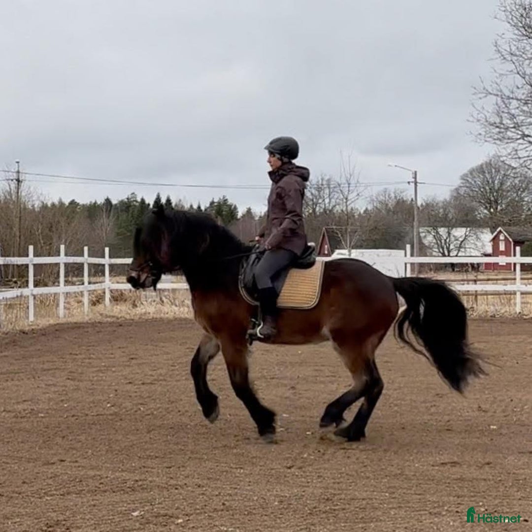 Allround hästar till salu: Kallblod söker fodervärd - Annons 3