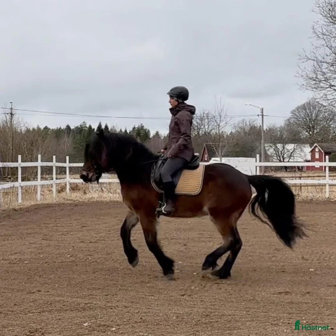 Allround hästar till salu: Kallblod söker fodervärd i Göteborg - Annons 3