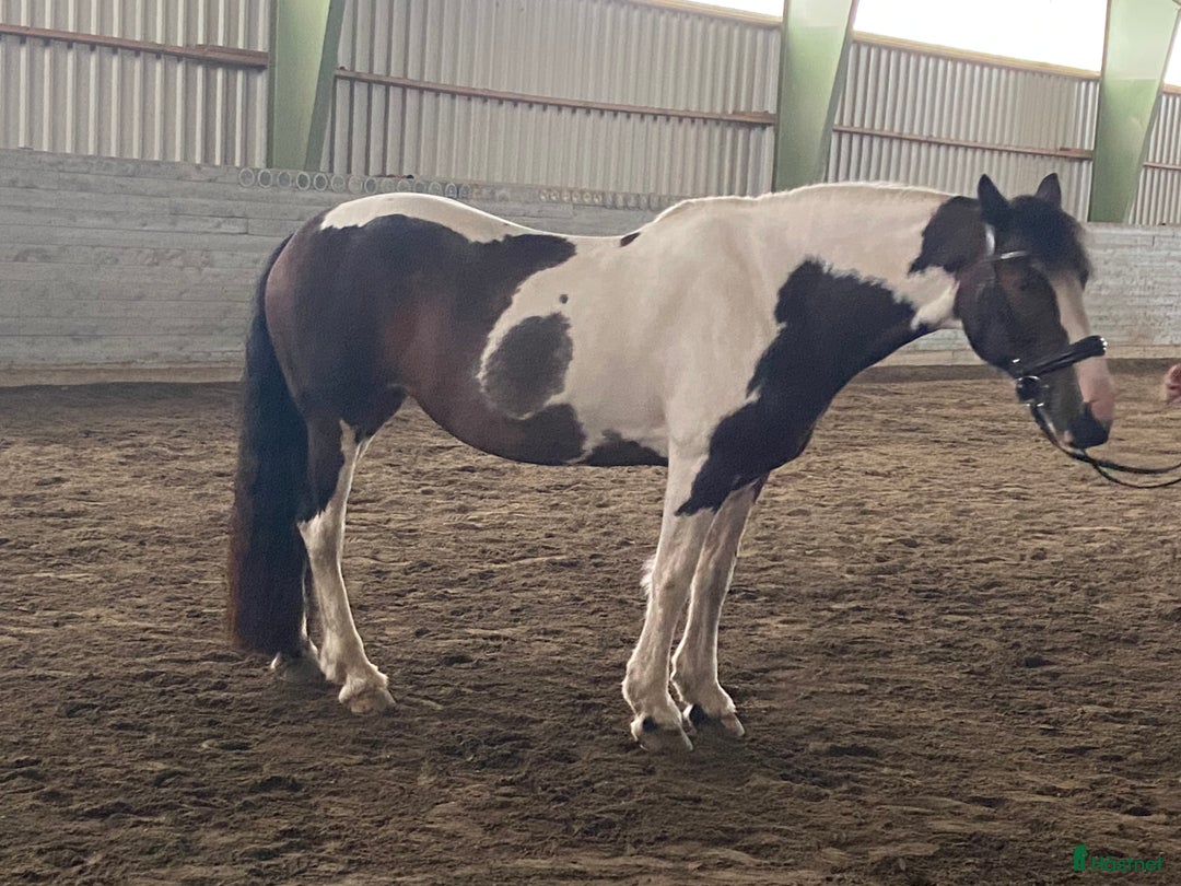 Allround hästar till salu: Vackert och snällt sto. i Hindås - Annons 2