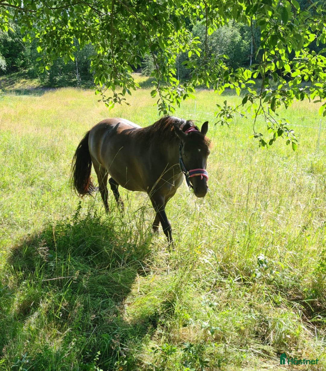 Hoppning hästar till salu: Perfekt allround ponny i Årjäng - Annons 8