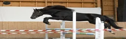 Hoppning hästar till salu: New Forest pony stallion, Horshaka Mighty Don - Annons 7