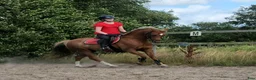 Hoppning hästar sökes: Söker en fin vän och tävlingskamrat - Annons 2
