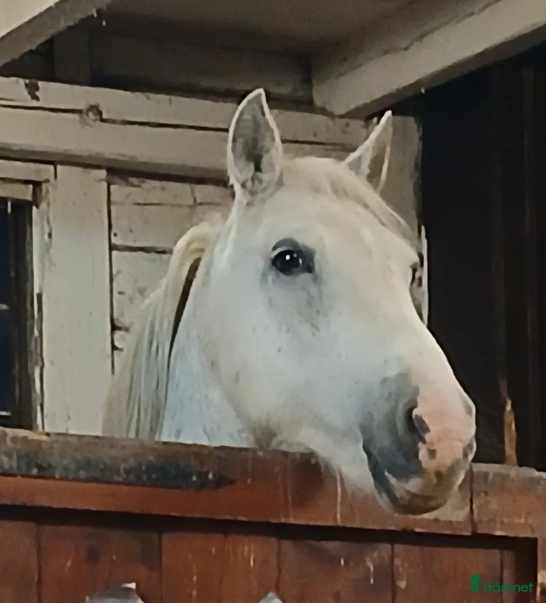  stallplats finnes: Stallplatser i litet mysigt stall i Norrköping i Norrköping - Annons 2