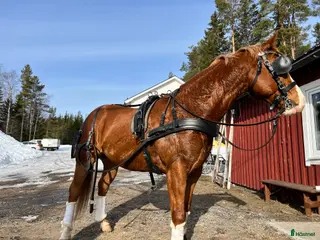 Körselar körning till salu: Ideal Maraton - Annons 23