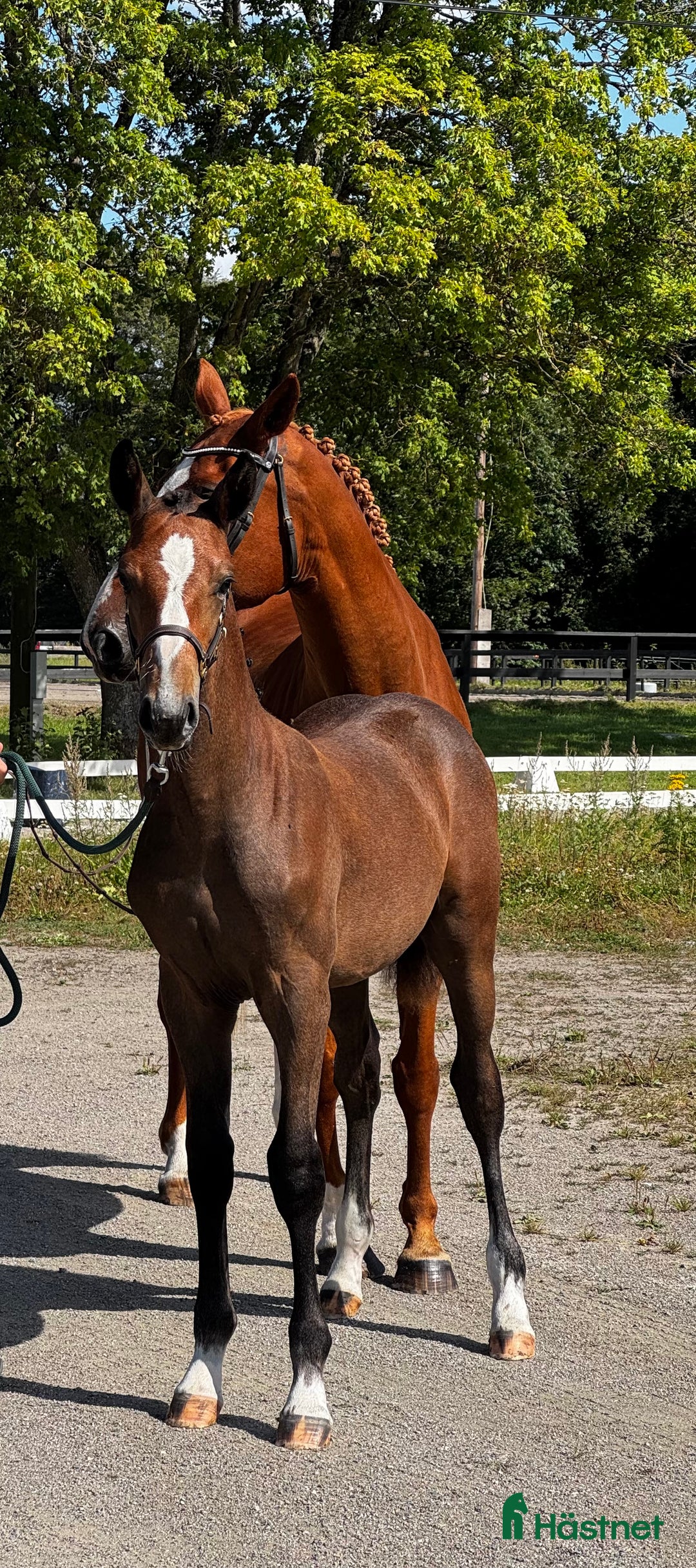 Hoppning hästar till salu: Fantastiskt vackert hingstföl i Vänge - Annons 1