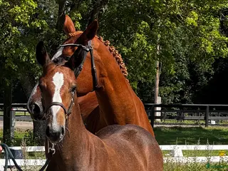 hästar Fantastiskt vackert hingstföl - Annons 4