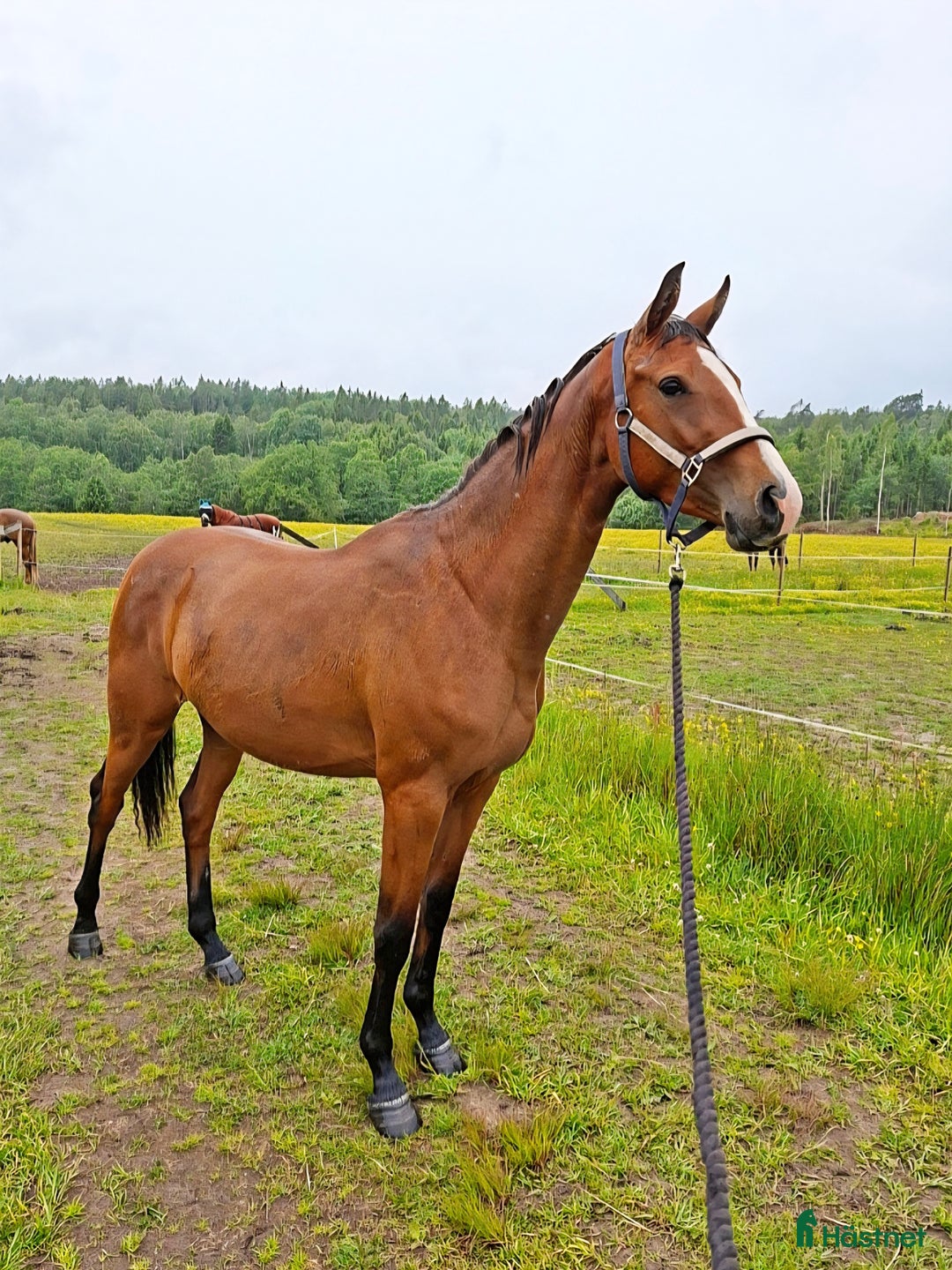 Hoppning hästar till salu: Elegant treårssto e: Crusader Ice i Uddevalla - Annons 3